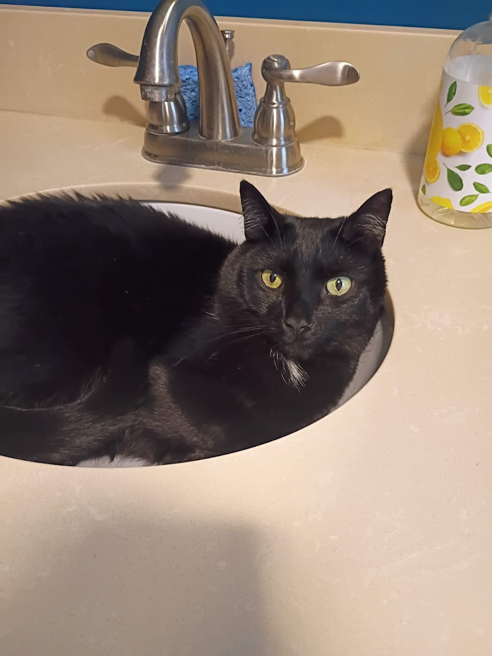 Big Cosmo in the sink