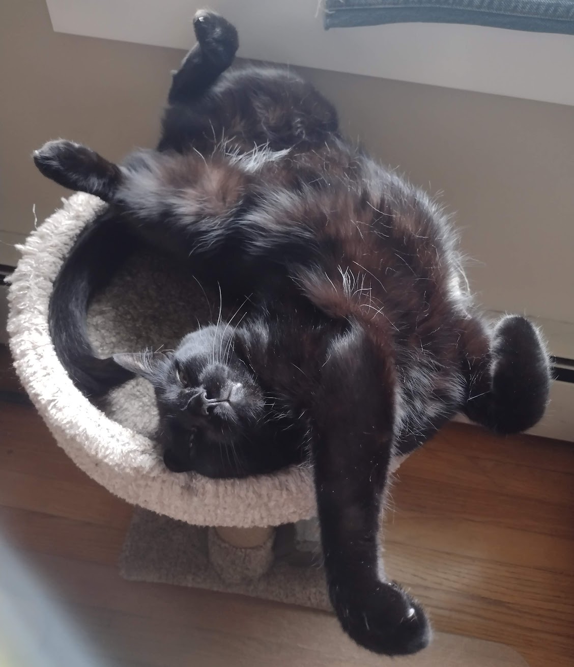 Big Cosmo in the sink