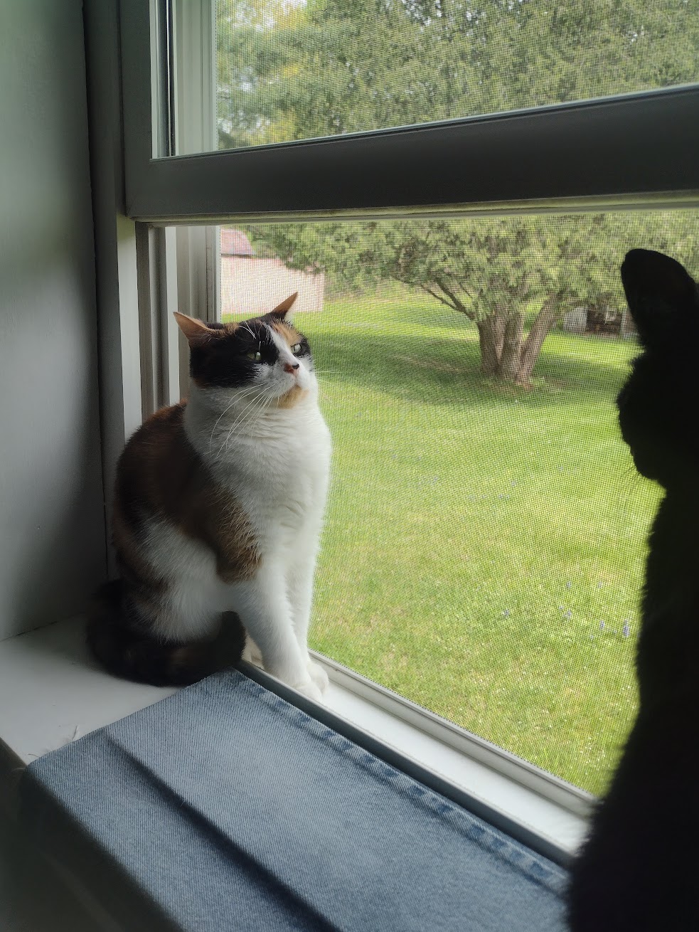 Stella in the window with Cosmo