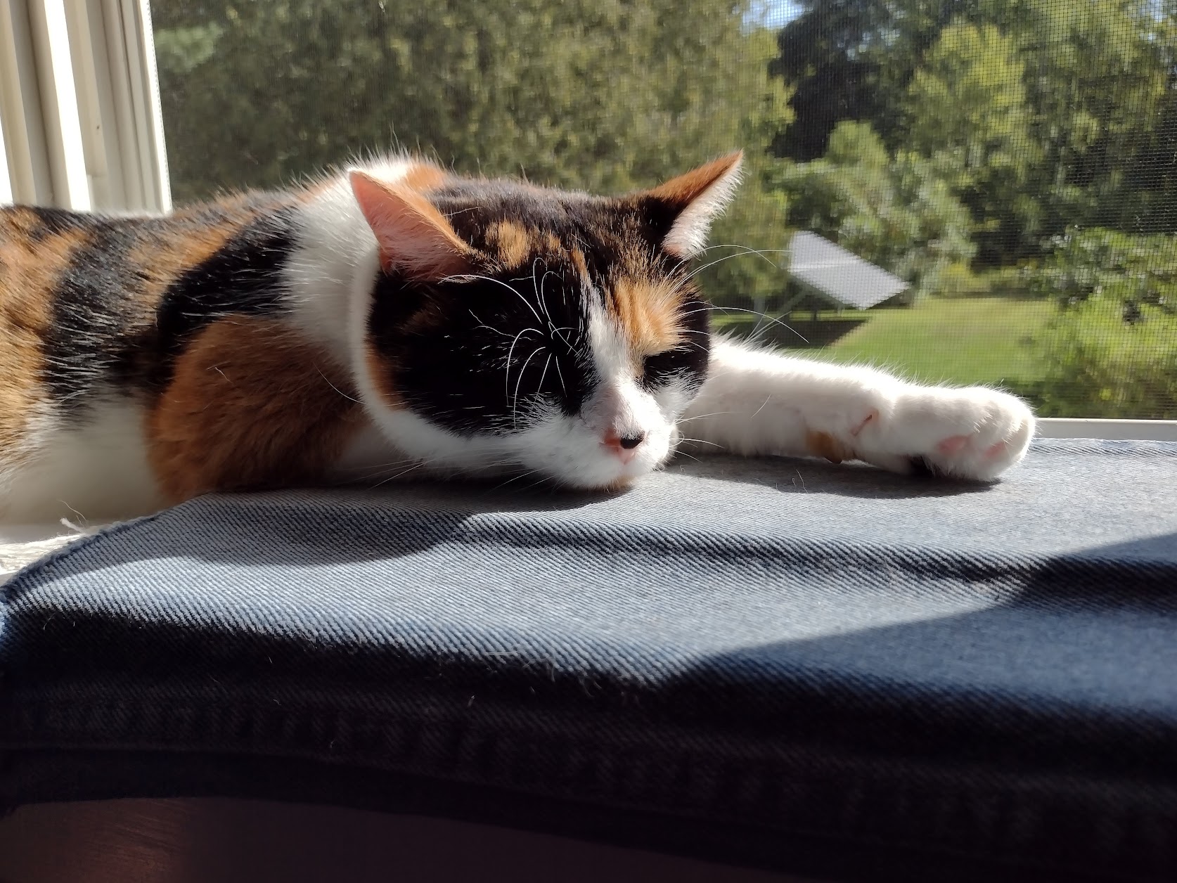 Stella in the window